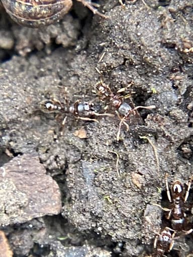 Tetramorium immigrans photo 83