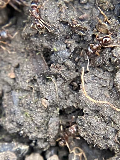 Tetramorium immigrans photo 84