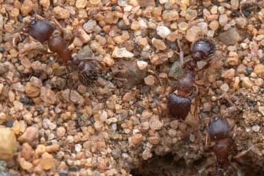 Tetramorium immigrans photo 85