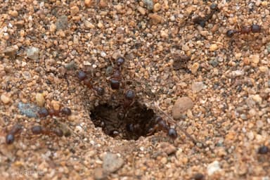 Tetramorium immigrans photo 86