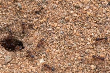 Tetramorium immigrans photo 87