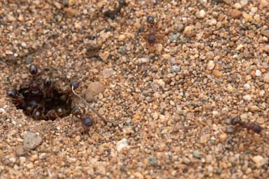 Tetramorium immigrans photo 88