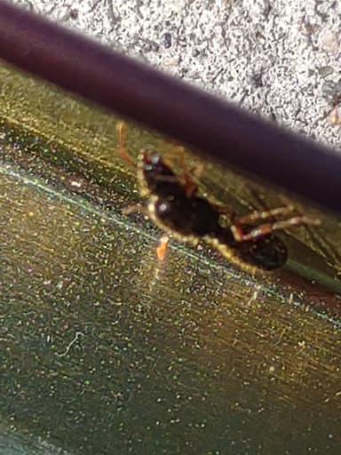 Tetramorium immigrans — queen photo 89