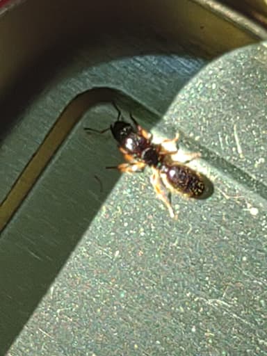 Tetramorium immigrans — queen photo 90