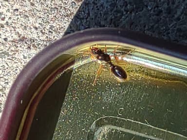 Tetramorium immigrans — queen photo 93