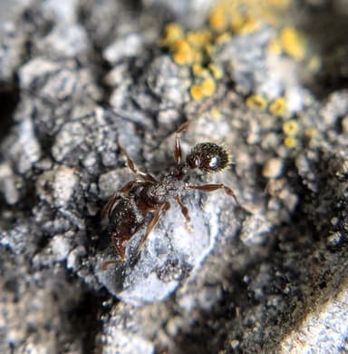 Tetramorium immigrans photo 94