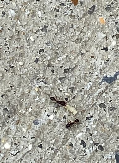 Tetramorium immigrans photo 95