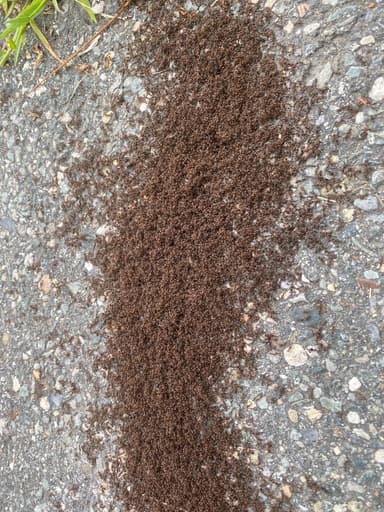Tetramorium immigrans photo 97