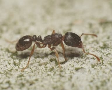 Tetramorium immigrans photo 99