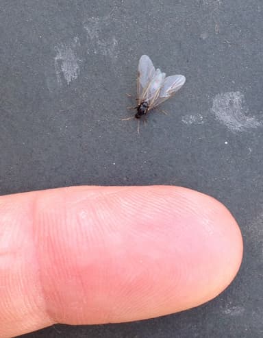 Tetramorium immigrans photo 101