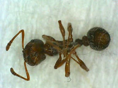 Tetramorium immigrans photo 102