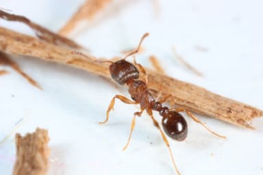 Tetramorium immigrans photo 103