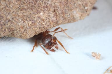 Tetramorium immigrans photo 104