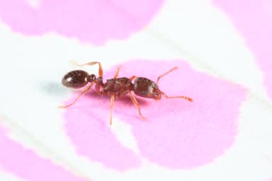 Tetramorium immigrans photo 105