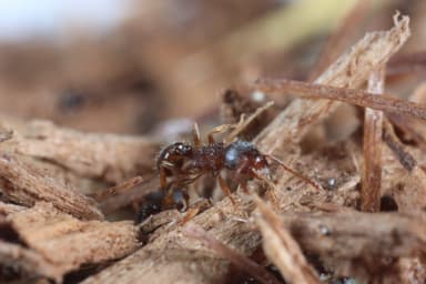 Tetramorium immigrans photo 106