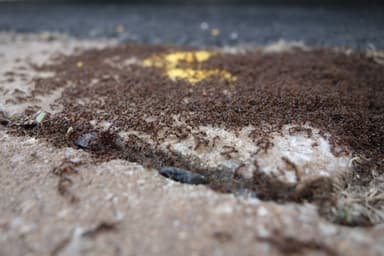 Tetramorium immigrans photo 107