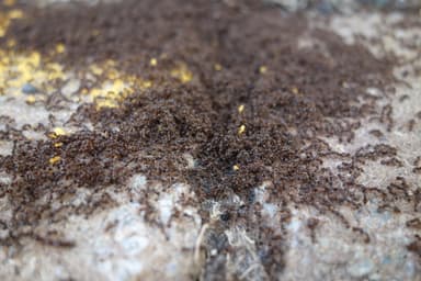Tetramorium immigrans photo 108