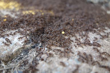 Tetramorium immigrans photo 109