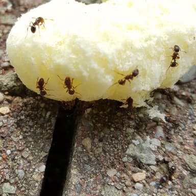 Tetramorium immigrans photo 110