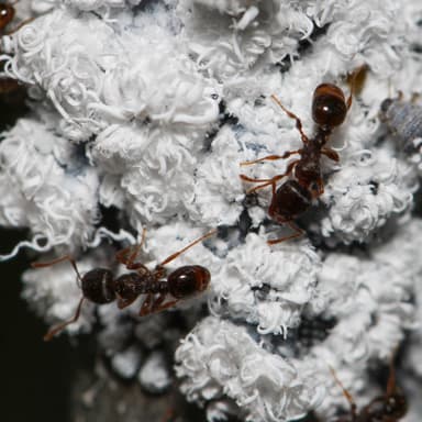 Tetramorium immigrans photo 111