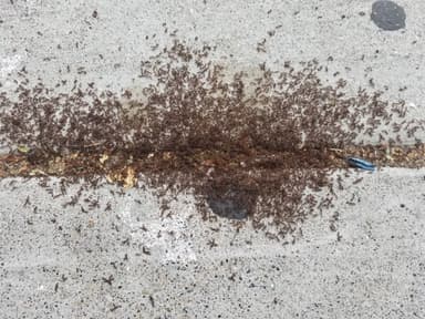 Tetramorium immigrans photo 112