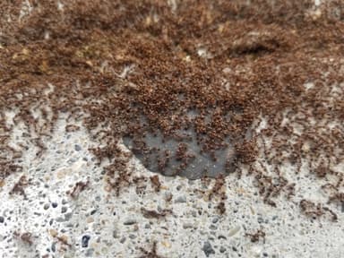 Tetramorium immigrans photo 114
