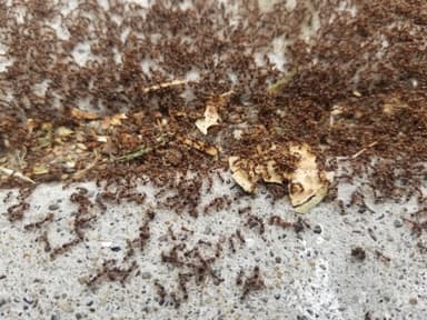Tetramorium immigrans photo 115