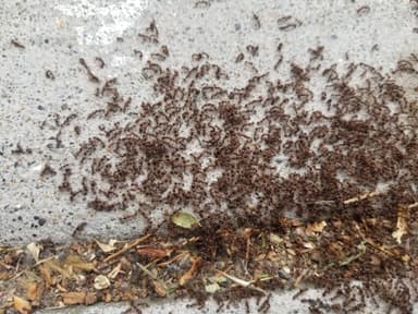 Tetramorium immigrans photo 116