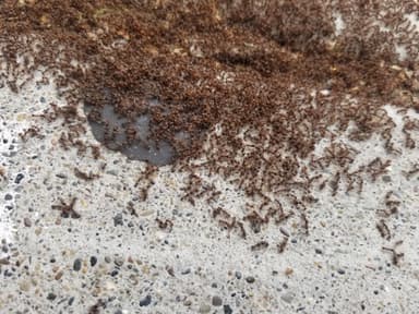 Tetramorium immigrans photo 118