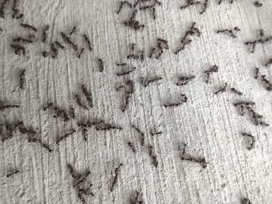 Tetramorium immigrans photo 120