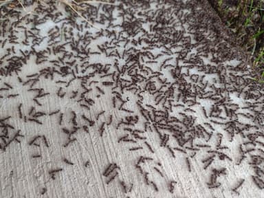 Tetramorium immigrans photo 122