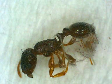 Tetramorium immigrans photo 124