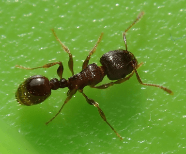 Tetramorium immigrans photo 125