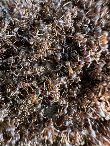 Tetramorium immigrans photo 127