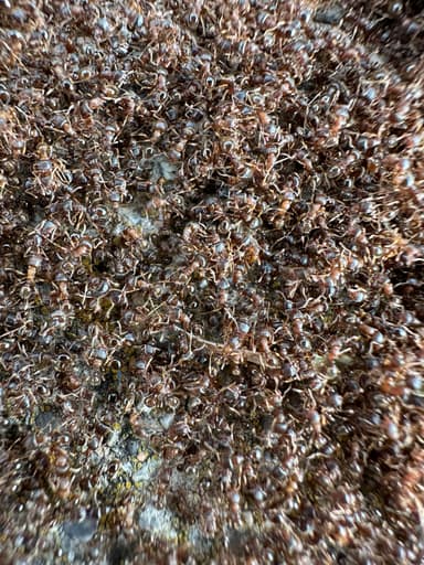Tetramorium immigrans photo 128
