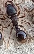 Tetramorium immigrans photo 130