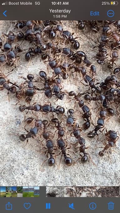 Tetramorium immigrans photo 131