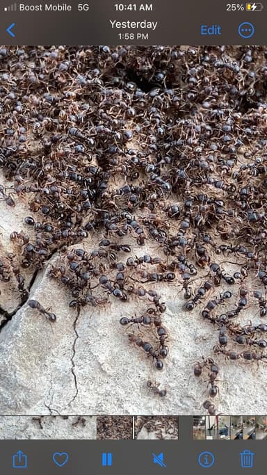 Tetramorium immigrans photo 132