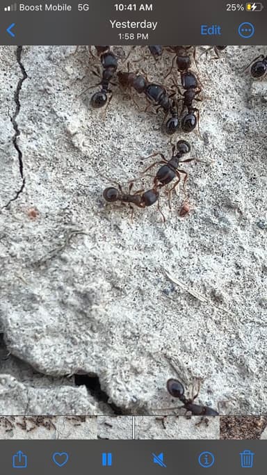 Tetramorium immigrans photo 133