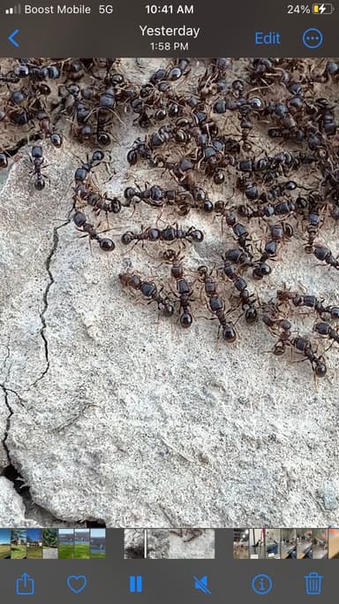 Tetramorium immigrans photo 134