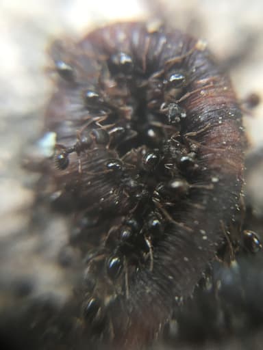 Tetramorium immigrans photo 135