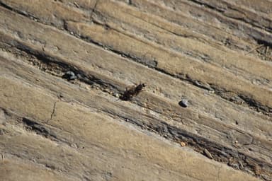 Tetramorium immigrans photo 136
