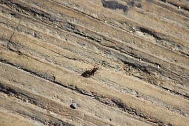 Tetramorium immigrans photo 137