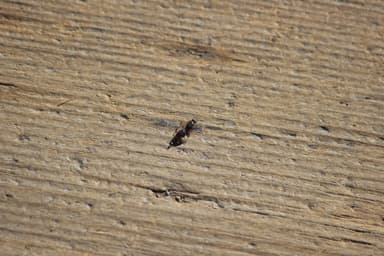 Tetramorium immigrans photo 138