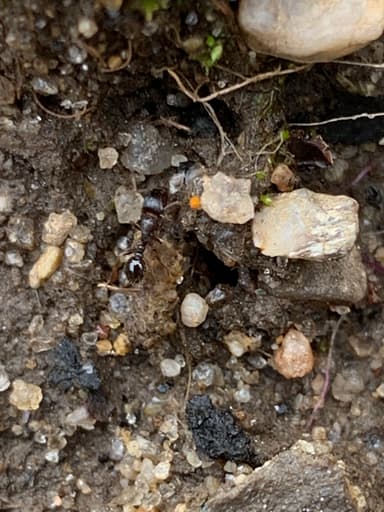 Tetramorium immigrans photo 140