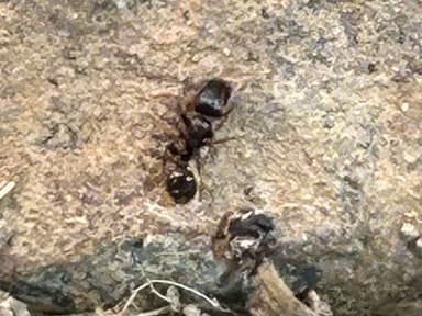 Tetramorium immigrans photo 141