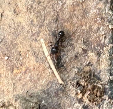 Tetramorium immigrans photo 142