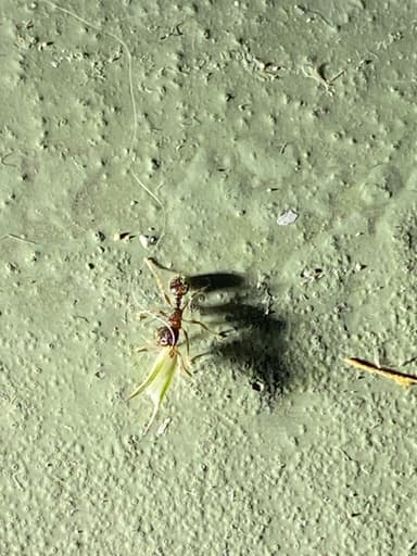 Tetramorium immigrans photo 144