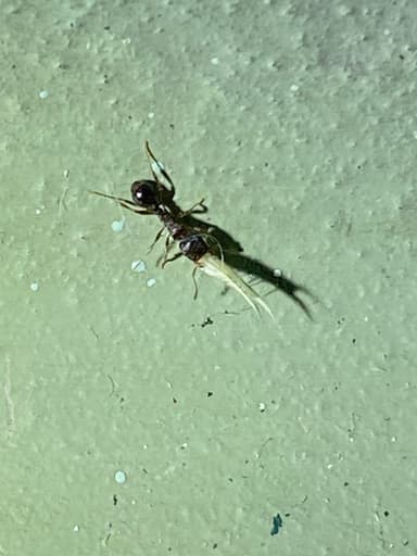 Tetramorium immigrans photo 145