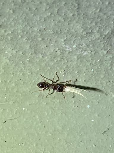 Tetramorium immigrans photo 146